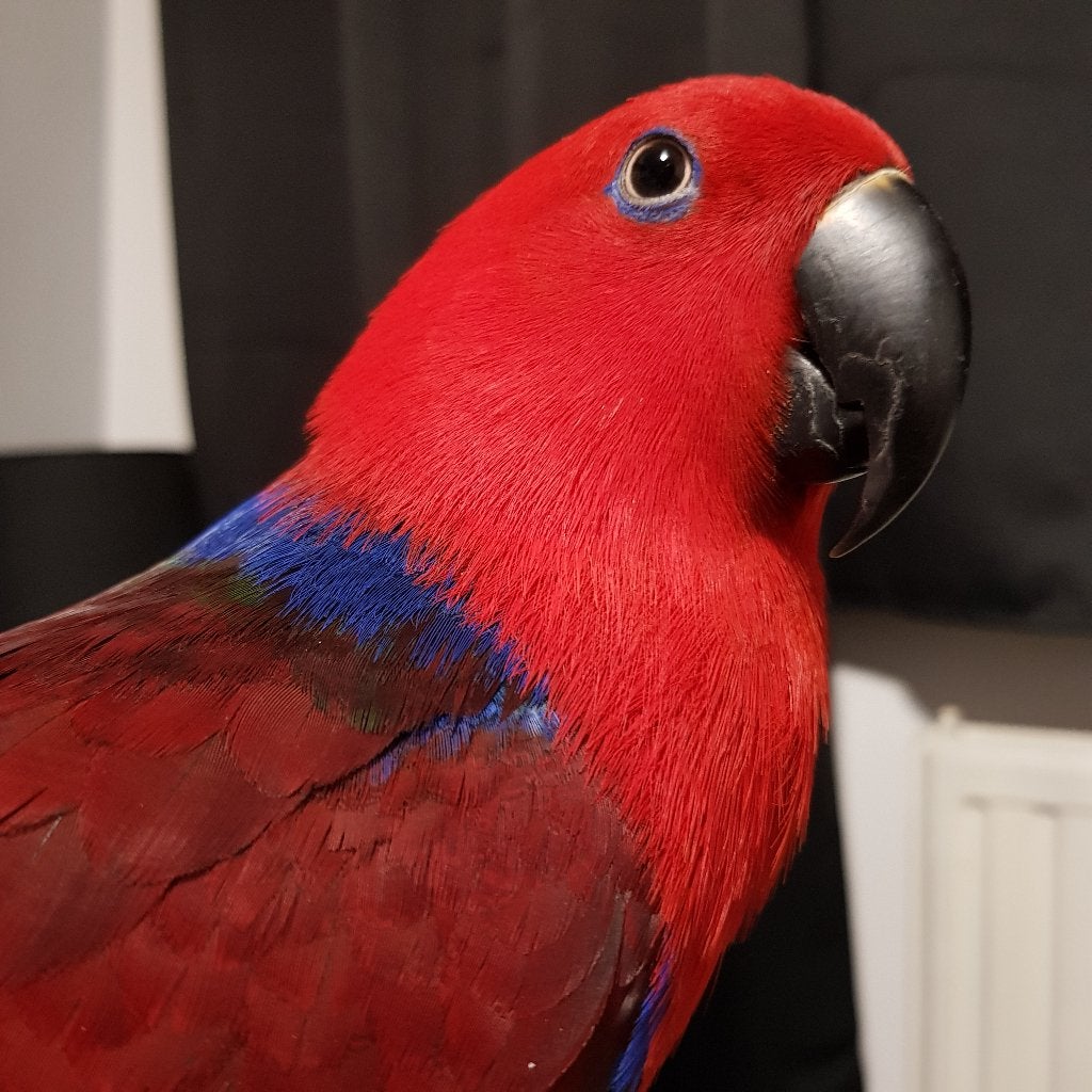 Edelpapegaai koppeltje - Nova & Chico, Dieren en Toebehoren, Vogels | Parkieten en Papegaaien, Meerdere dieren, Papegaai, Pratend