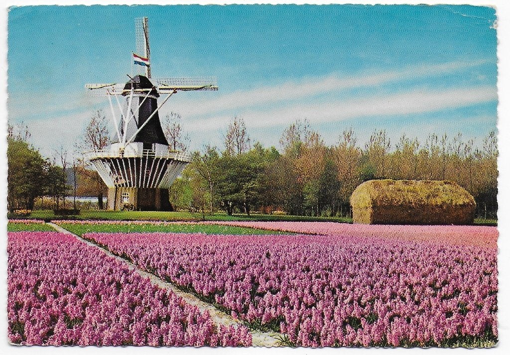 Holland Molenland Gelopen Ansichtkaart (B5703), Ophalen of Verzenden, 1980 tot heden, Gelopen, Noord-Holland