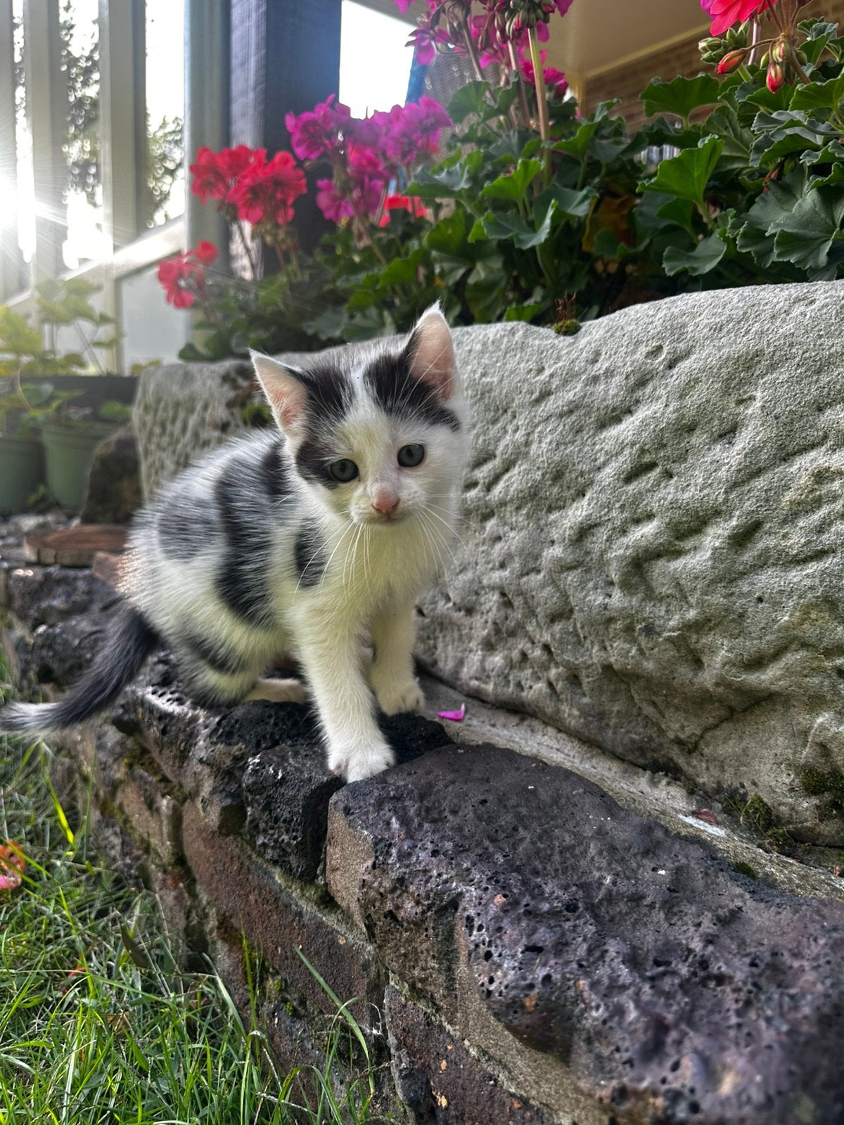 Boerderijkittens, Meerdere dieren, Kortharig, 0 tot 2 jaar