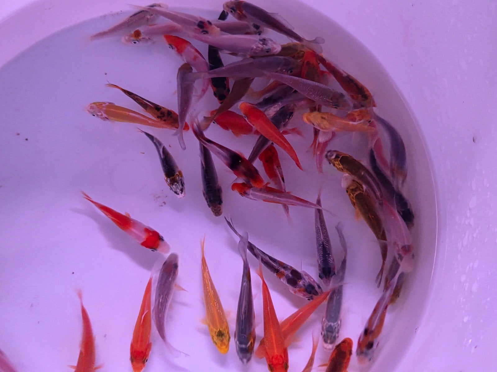 Mooie HQ Babykoi - Baby koi bij Koidreams in Valburg, Karper of Koi