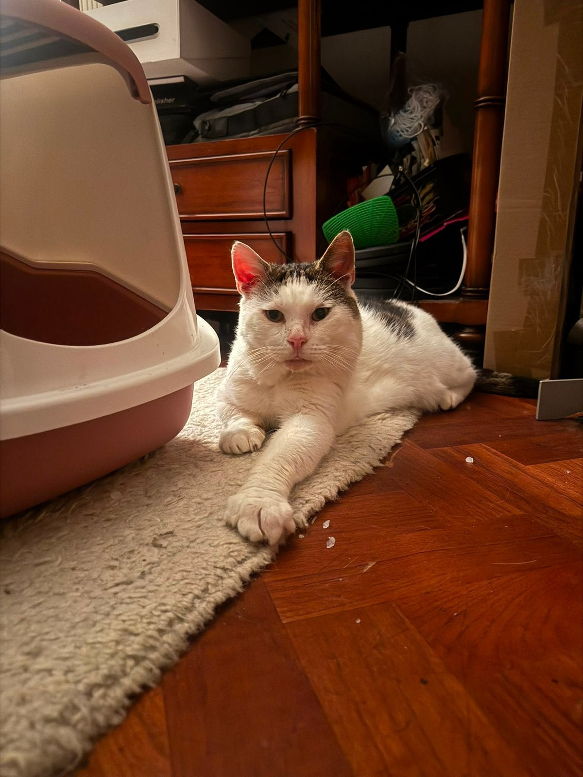 Lieve kater zoekt (per direct!) baasje!, Dieren en Toebehoren, Kater