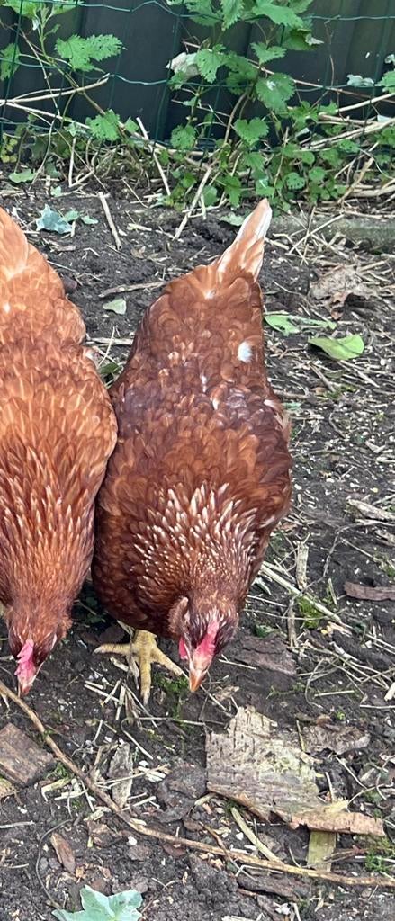 Legkip 19/20 weken, Dieren en Toebehoren, Pluimvee, Vrouwelijk, Kip