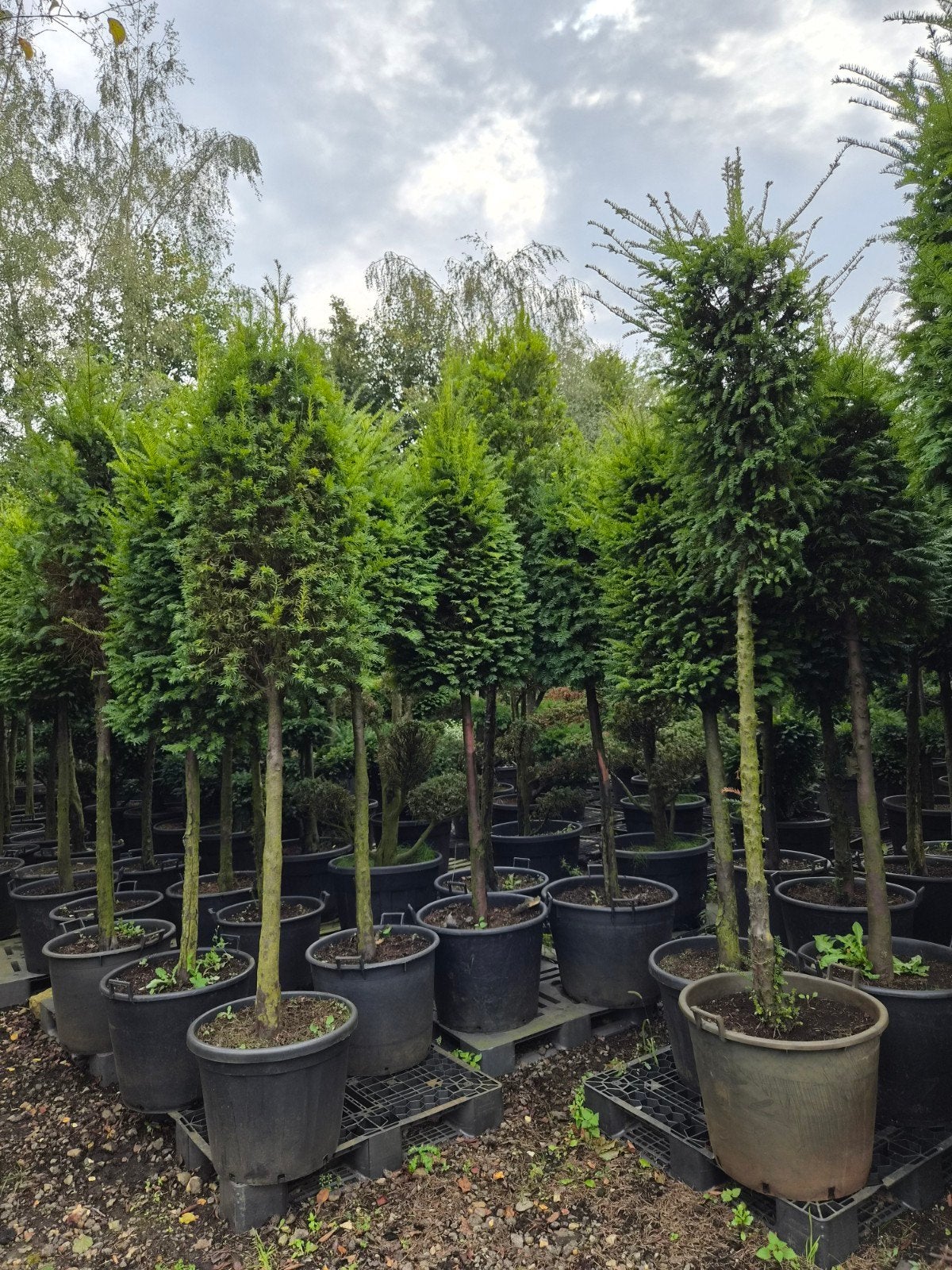 Taxus Baccata Halfstam/Hoogstam Bomen in Pot, Bloeit niet, Halfschaduw, Overige soorten, 250 tot 400 cm