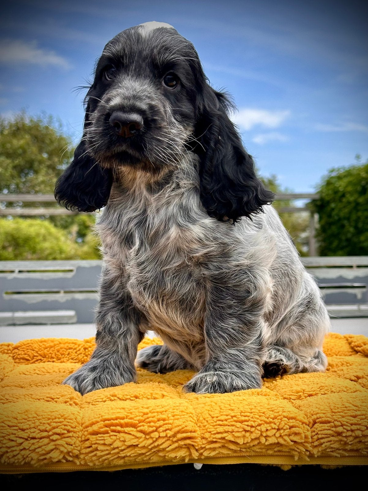 engelse cockerspaniel pup met stamboom, Dieren en Toebehoren, Honden | Retrievers, Spaniëls en Waterhonden, Parvo, 8 tot 15 weken