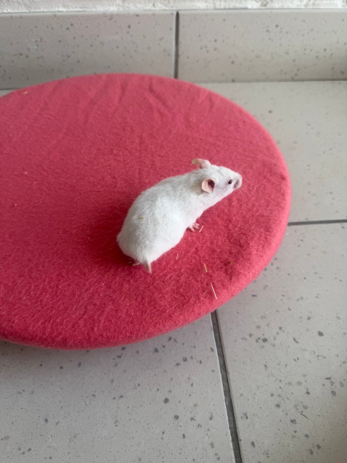 baby hamsters vrouwtjes, Dieren en Toebehoren, Knaagdieren, Hamster, Juni, Vrouwelijk, Tam