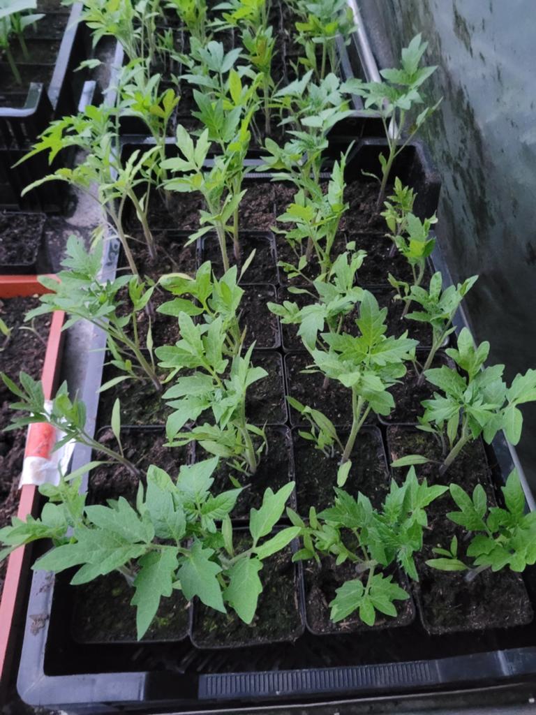 Tomaat, moneymaker, Ophalen, Eenjarig, Groenteplanten, Volle zon