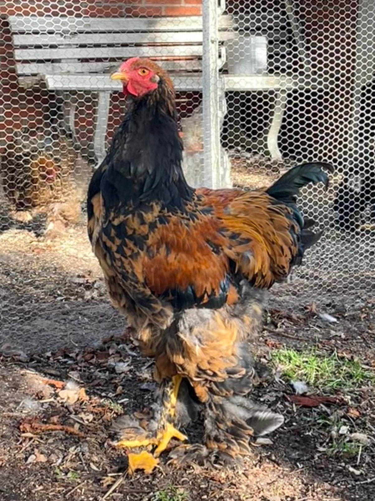 Brahma haan/hanen, patrijs en gemengd, Dieren en Toebehoren, Mannelijk, Kip