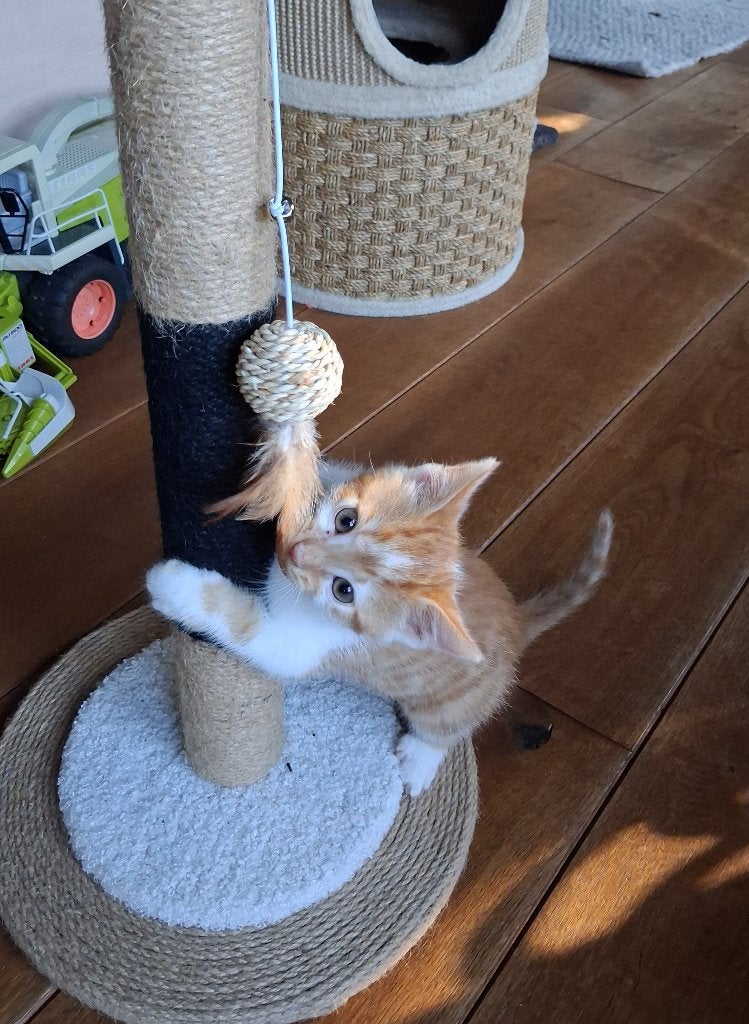 Jonge kittens, Meerdere dieren, Ontwormd, 0 tot 2 jaar