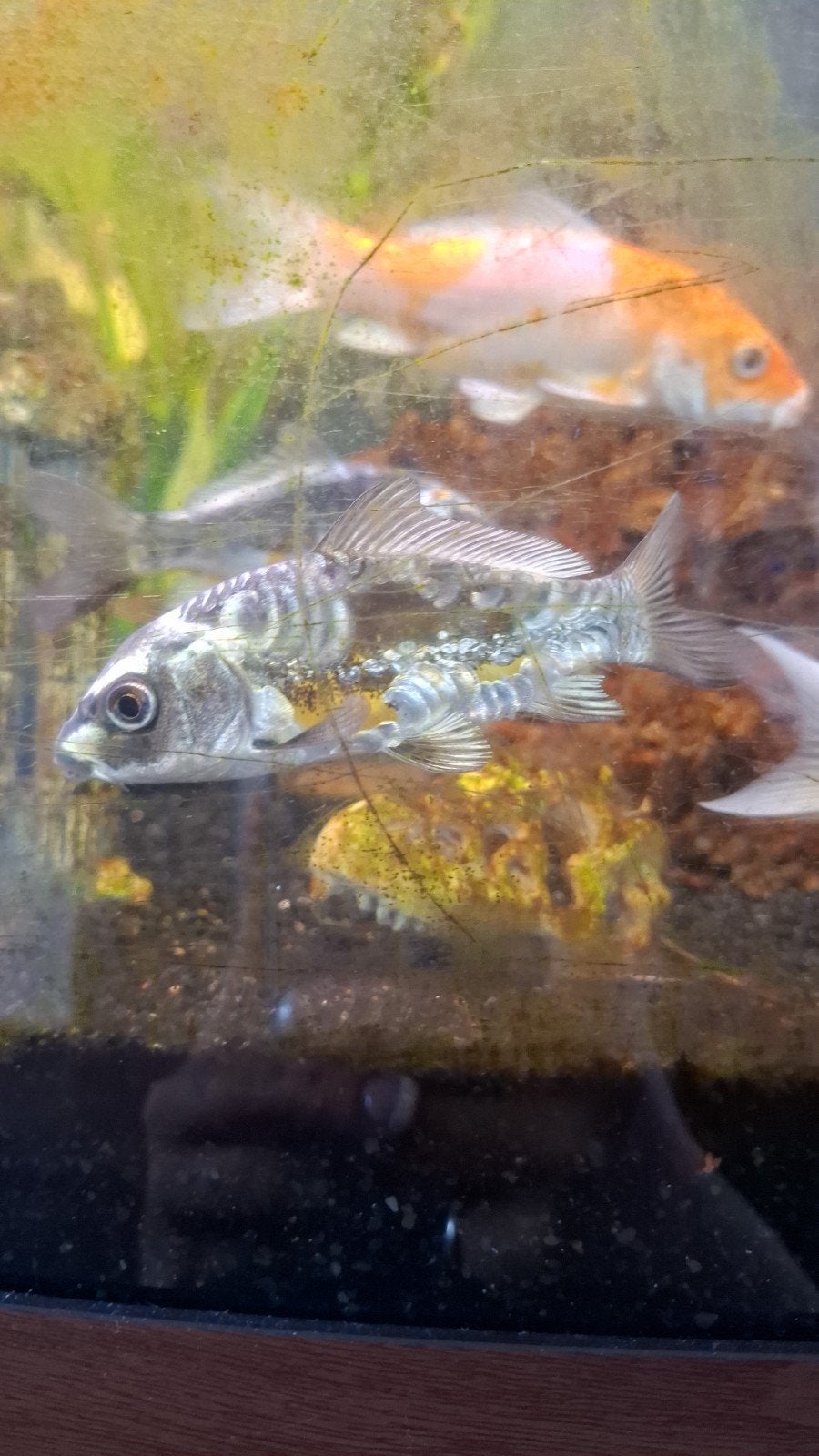 Koi Karpers, Dieren en Toebehoren, Vis