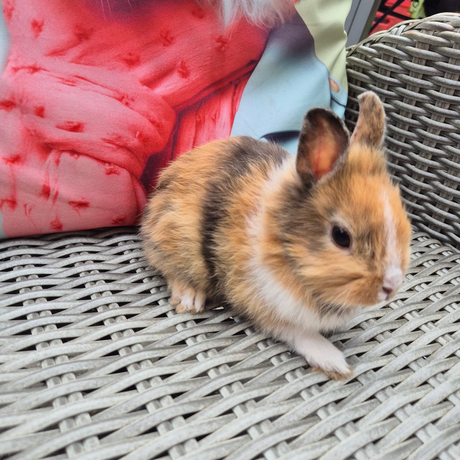 Lief, jong leeuwenkop konijntje. Ram., Dieren en Toebehoren, Konijnen, Mannelijk, Dwerg, 0 tot 2 jaar