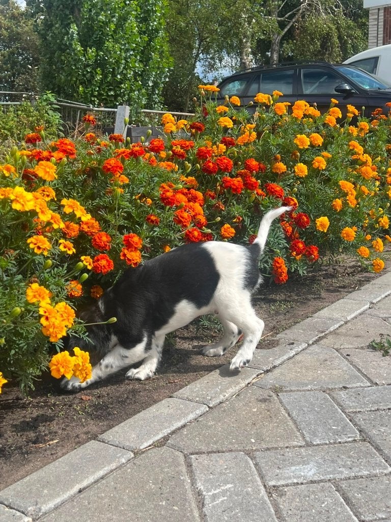 Friese Stabij pups, nog 1 reutje, 8 tot 15 weken, Meerdere, Meerdere dieren, Middel
