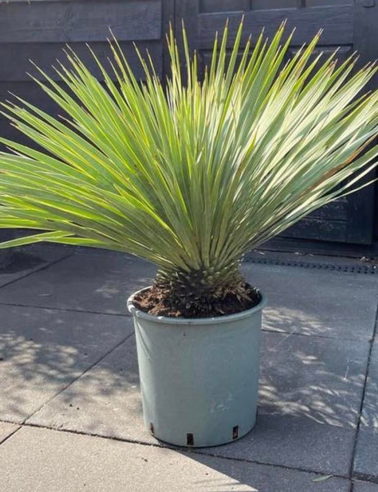 Yucca Rostrata - Winterharde Palmlelie in Pot, Tuin en Terras, Volle zon, Vaste plant, Bloeit niet, Ophalen