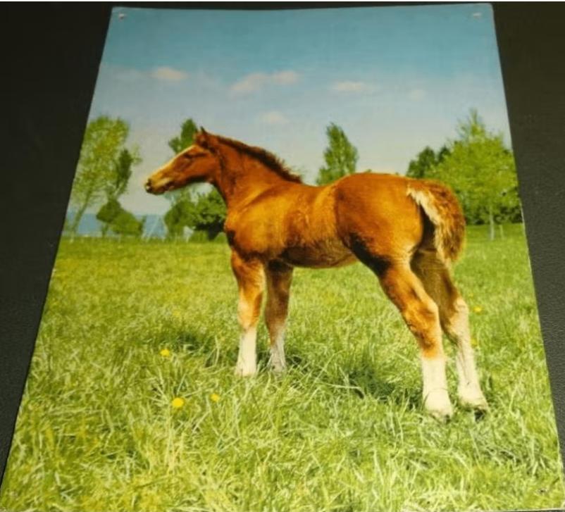 Paarden - Orania - 552, Verzenden, 1980 tot heden, Gelopen, Paard