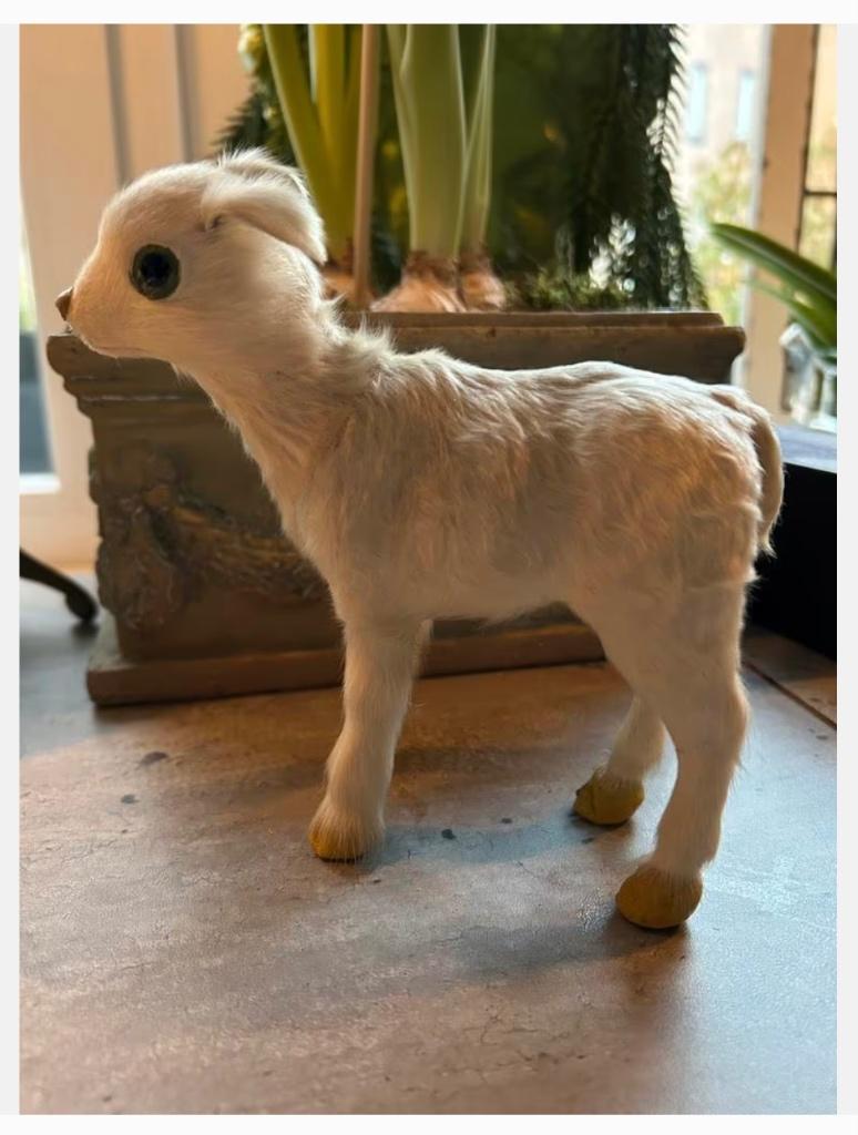 Schattig lammetje, mooie oogjes en vacht, 15 x 15 cm, Antiek en Kunst, Curiosa en Brocante, Ophalen of Verzenden
