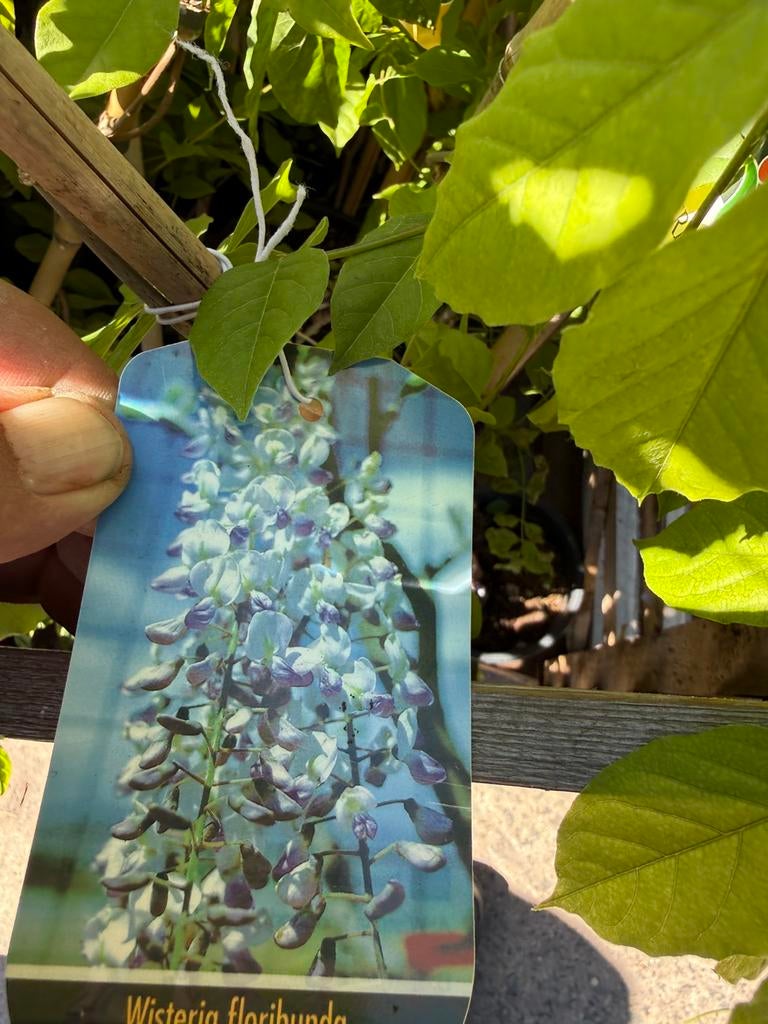 Westiria of blauw regen italiaanse im port populaire soorten, Tuin en Terras, Planten | Tuinplanten, Ophalen, Volle zon, Vaste plant