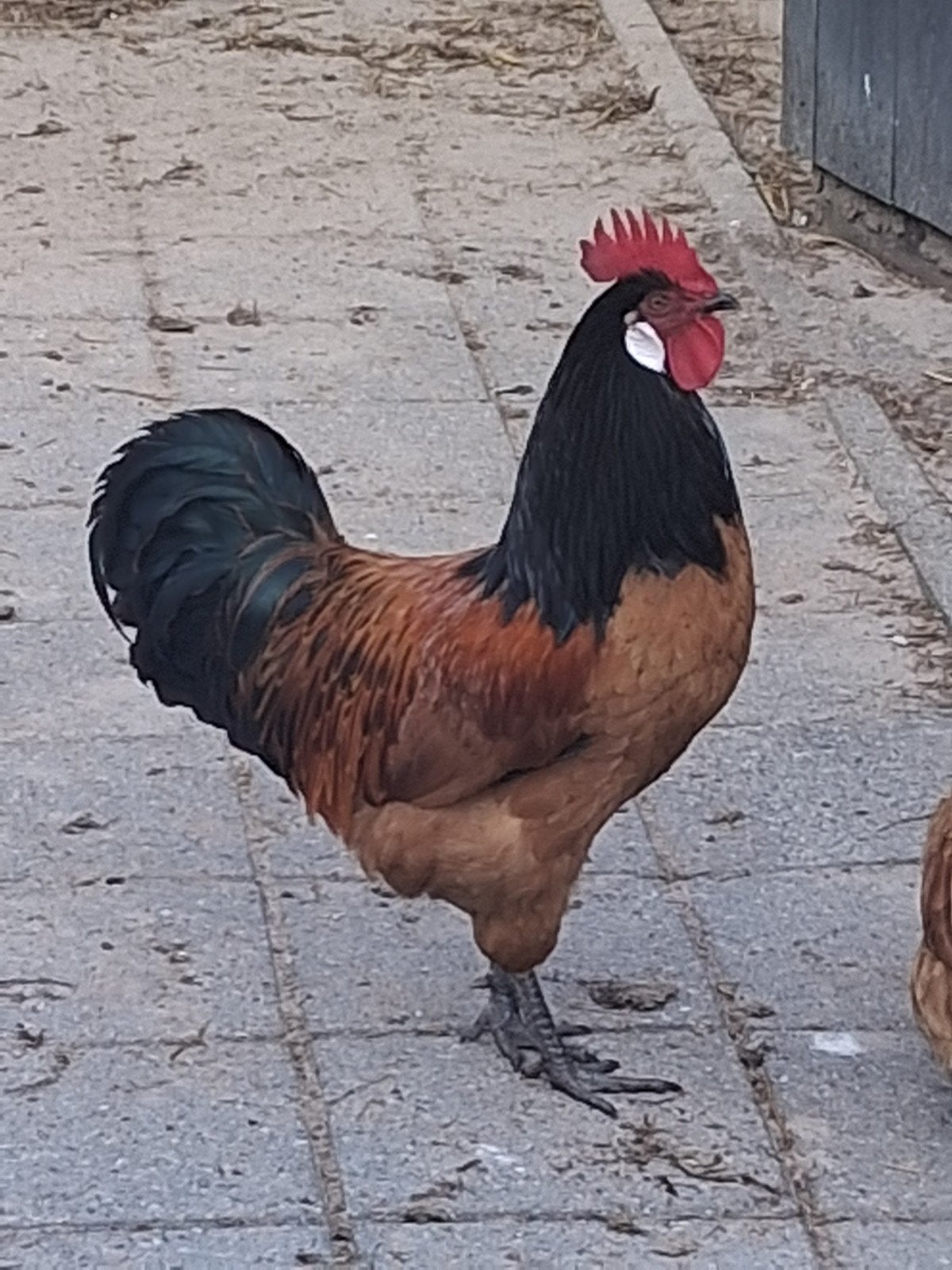 vorwerk haan 1 jaar oud, Dieren en Toebehoren, Pluimvee, Mannelijk, Kip