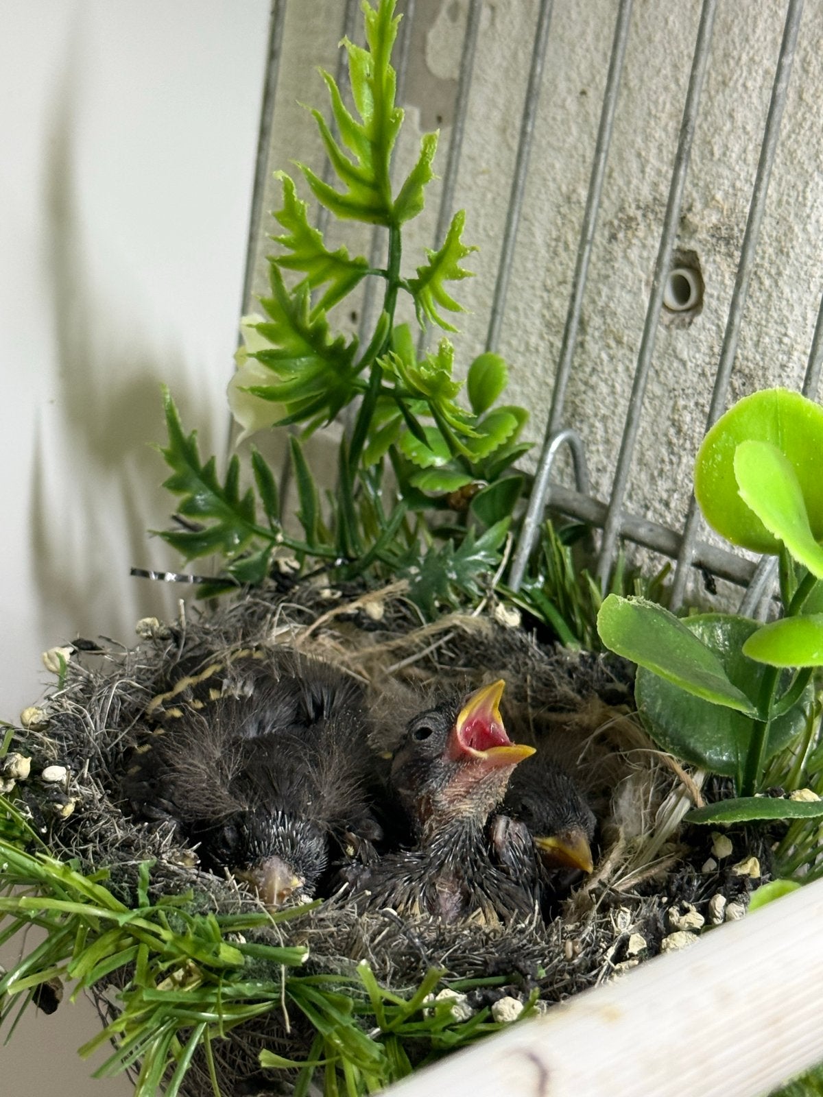 Zwarte sijzen, Dieren en Toebehoren
