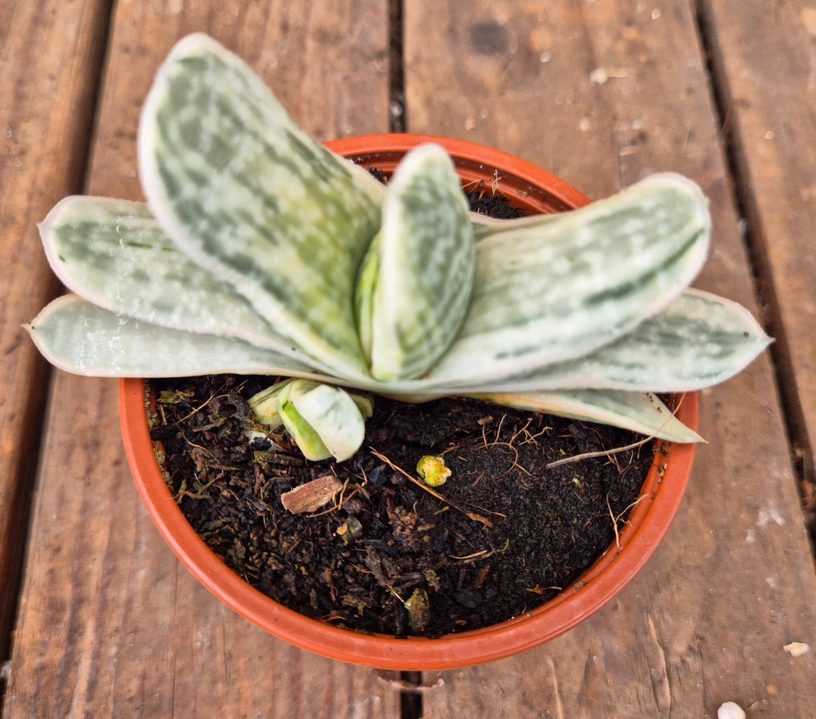 Gasteria CV. Sakura Fuji Wit p8,5 (3)
+ Toevoegen aan vergel, Ophalen of Verzenden, Halfschaduw, Minder dan 100 cm