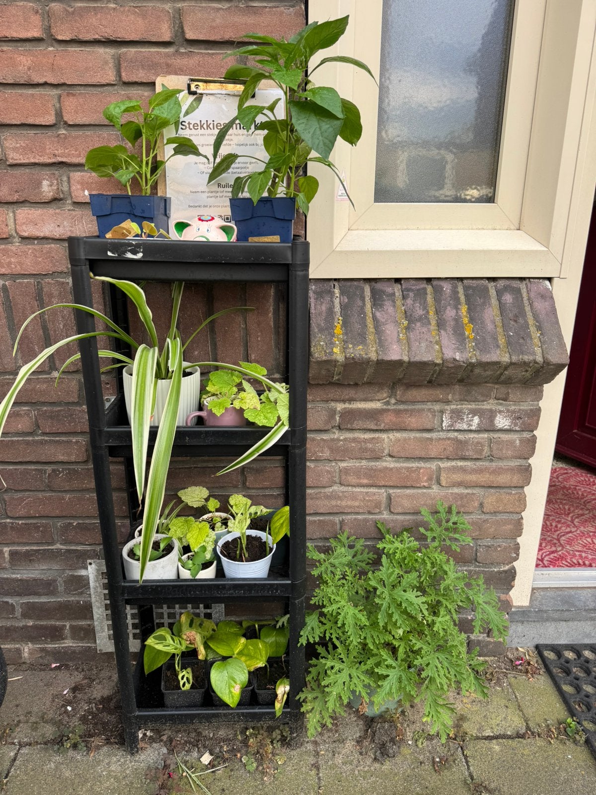 Stekjesmarkt in Assendorp (nu ook paprikaplantjes!!), Tuin en Terras, Ophalen, Overige soorten, Halfschaduw