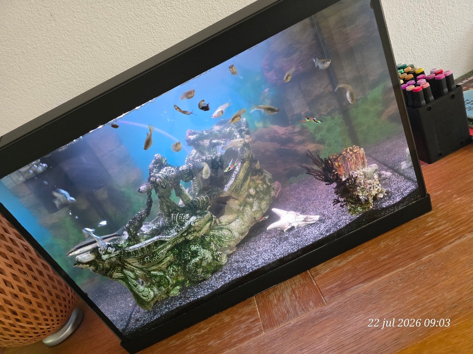 Aquarium te koop, compleet!, Vis