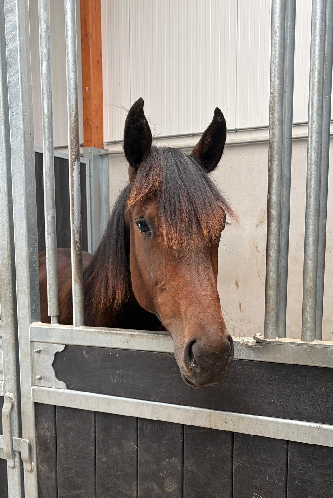 Super lieve jaarling draver merrie, Dieren en Toebehoren, Paarden, Merrie, Minder dan 160 cm, Met stamboom, 0 tot 2 jaar