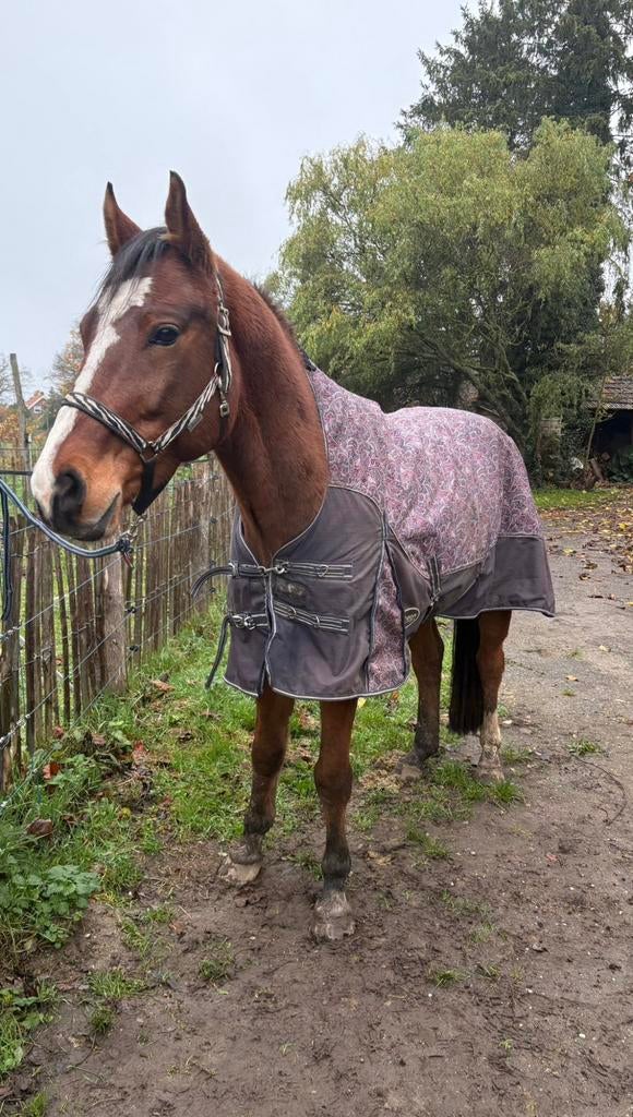 Winterdeken 200 gr Nika Horseproducts 205 cm, Dieren en Toebehoren, Paarden en Pony's | Dekens en Dekjes, Ophalen of Verzenden