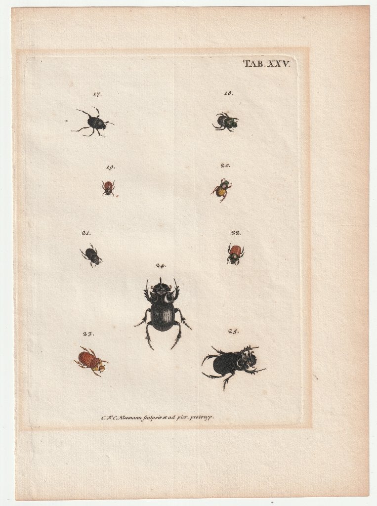 Gravure kevers J.E. Voet Kleemann 1805 torren insecten, 1800 - 1899, Handgekleurd, Ophalen of Verzenden, Gravure