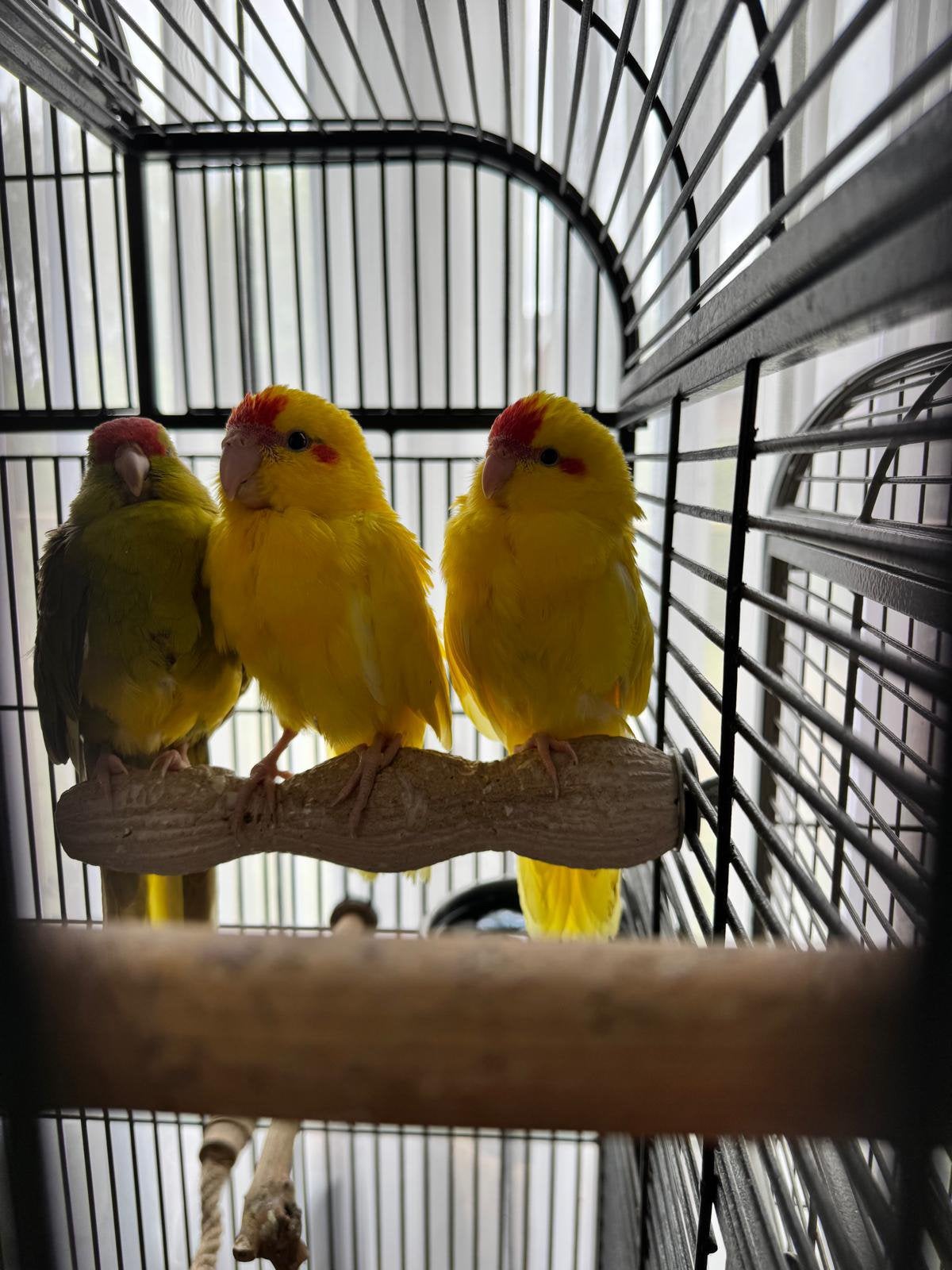 2 jongen kakarikis te koop, Meerdere dieren, Parkiet