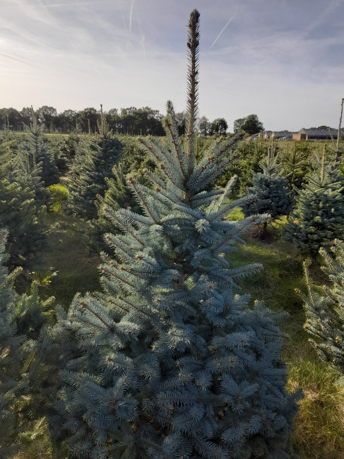 Kerstbomen partij, Blauwspar en groene fijnspar te koop, Ophalen, 100 tot 250 cm
