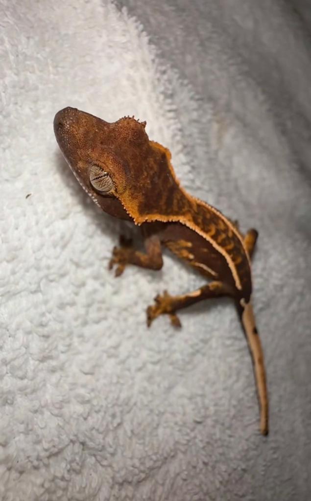 Wimpergekko baby Crested Gecko - unknown for sale from CrestieDragons
