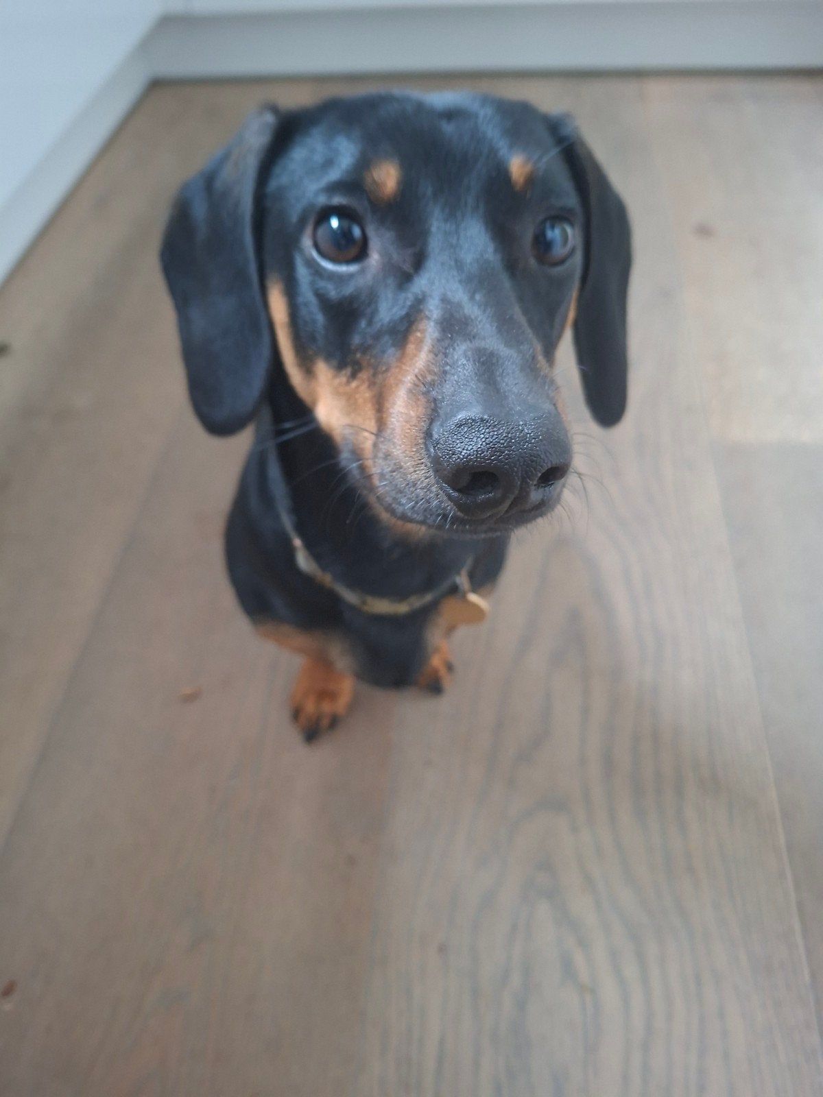 Teckel, 9 maanden oud, Standaard, 15 weken tot 1 jaar, Reu, Korthaar