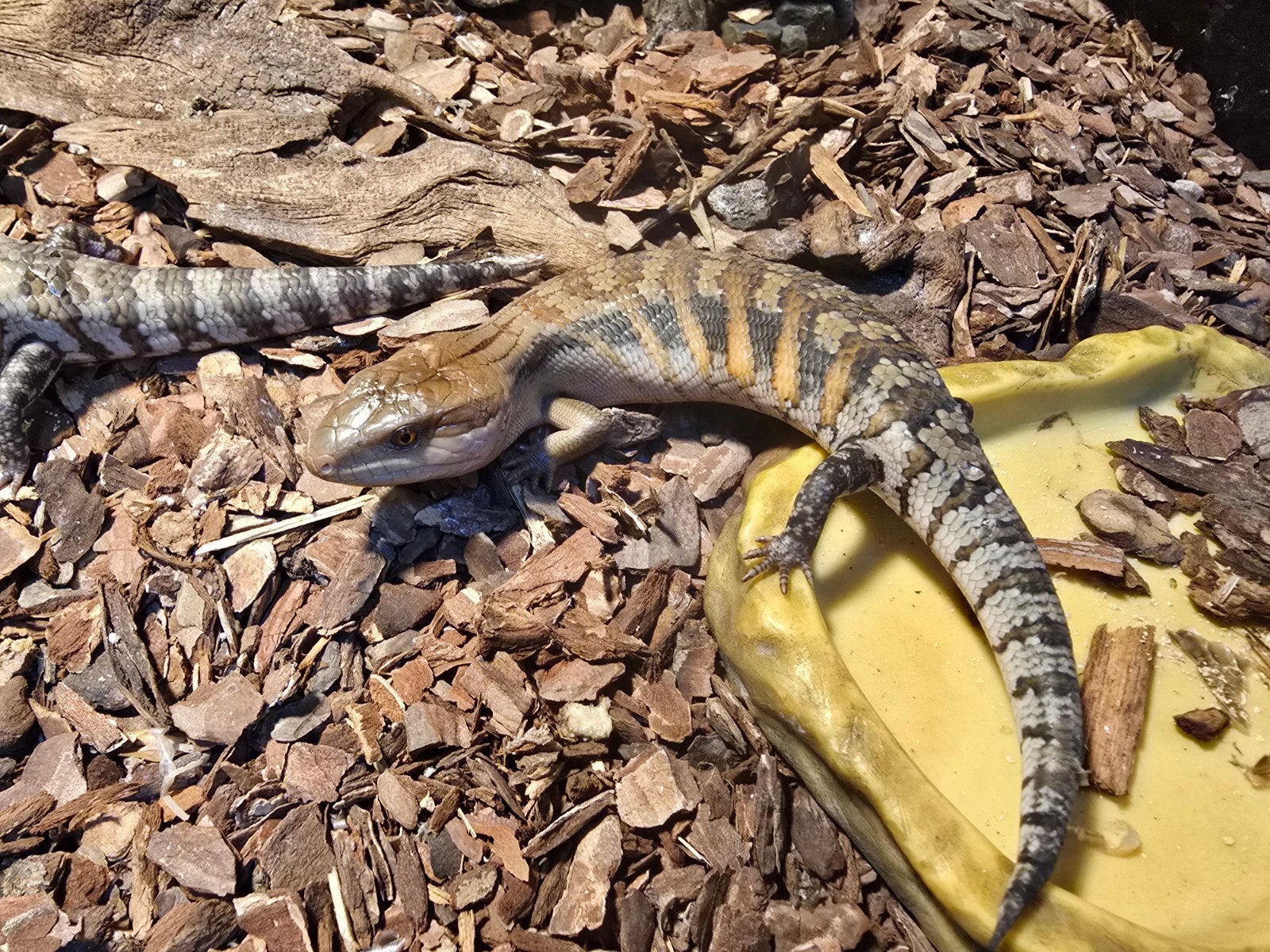 Tiliqua scincoides intermedia Blue Tongue Skink photo 4