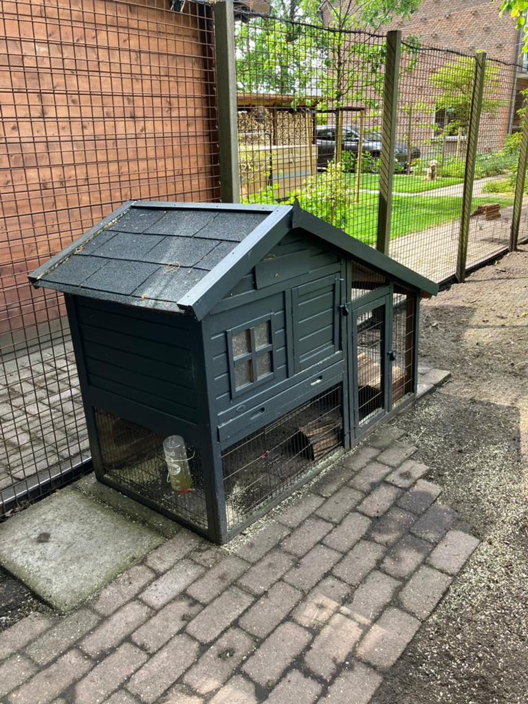 Buitenhok inclusief 2 cavia’s en toebehoren, Dieren en Toebehoren, Juli, Mannelijk, Cavia