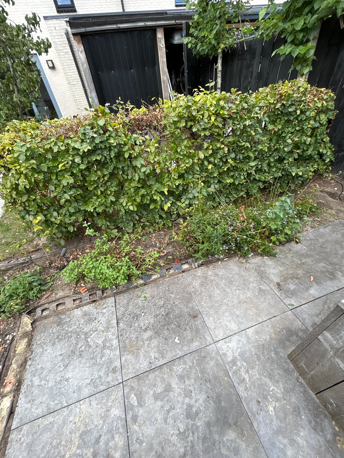 Beukenhaag 3 meter lang, 120 cm hoog, Tuin en Terras, Planten | Struiken en Hagen, Ophalen, Beukenhaag, Haag, 100 tot 250 cm