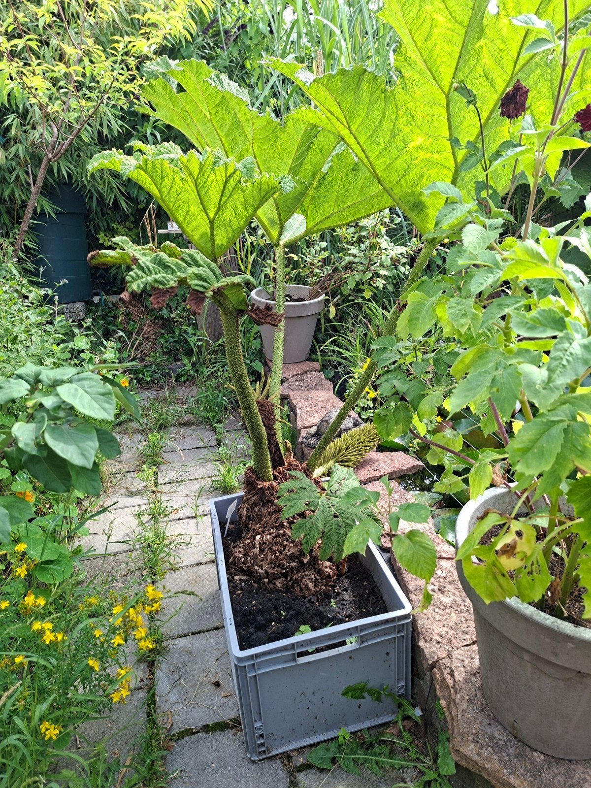 Reuzenrabarber (Gunnera manicata), Ophalen, Overige soorten, Volle zon