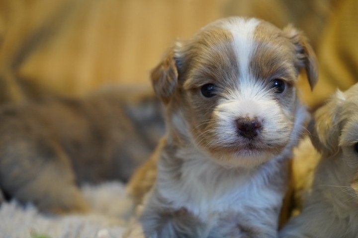 Mooie kleine boomer pups te koop., Nederland, Overige rassen, 8 tot 15 weken, CDV (hondenziekte)