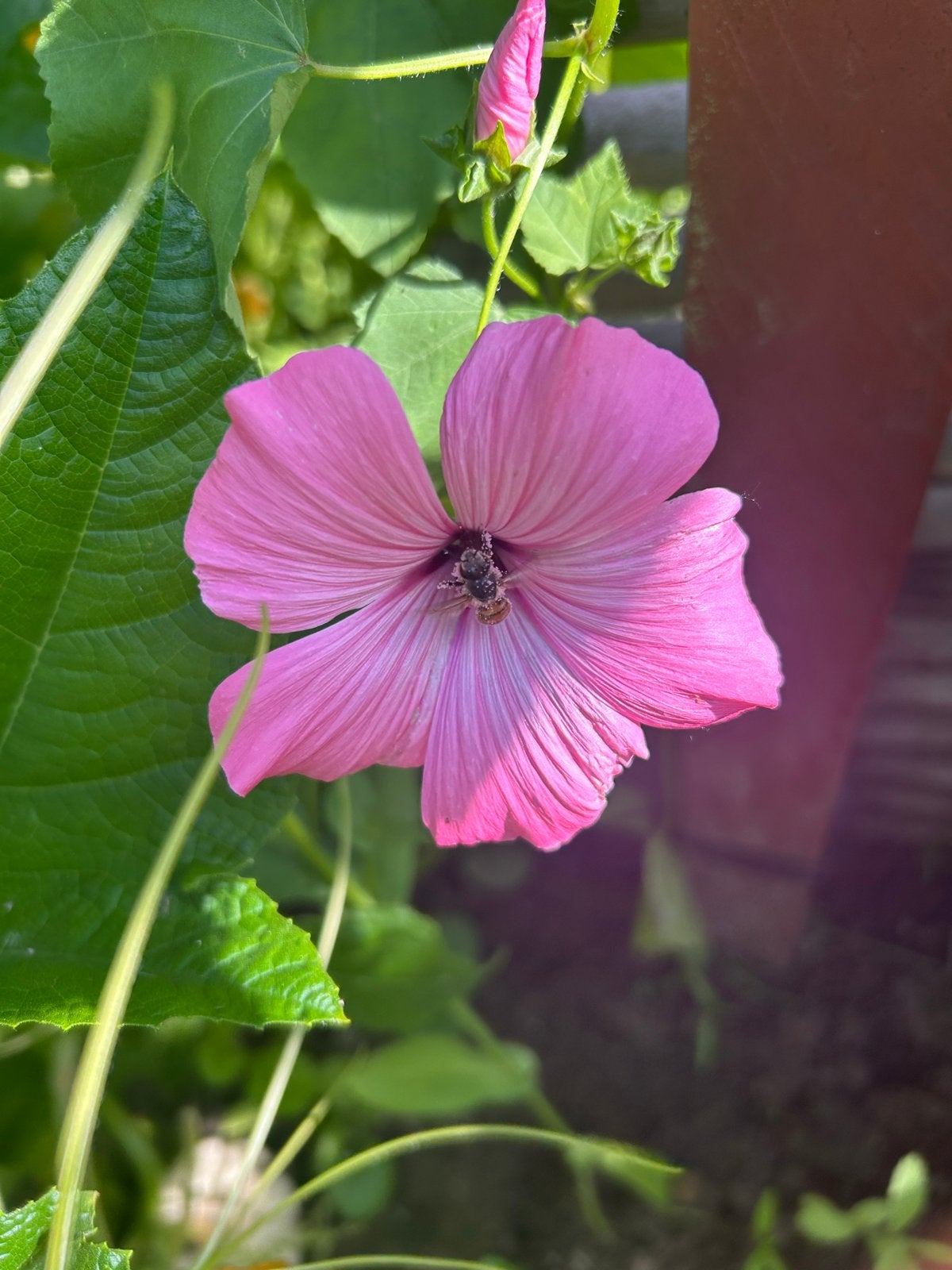 Lavatera zaden roze - uit eigen tuin, gifvrij, Ophalen of Verzenden, Voorjaar, Volle zon, Zaad