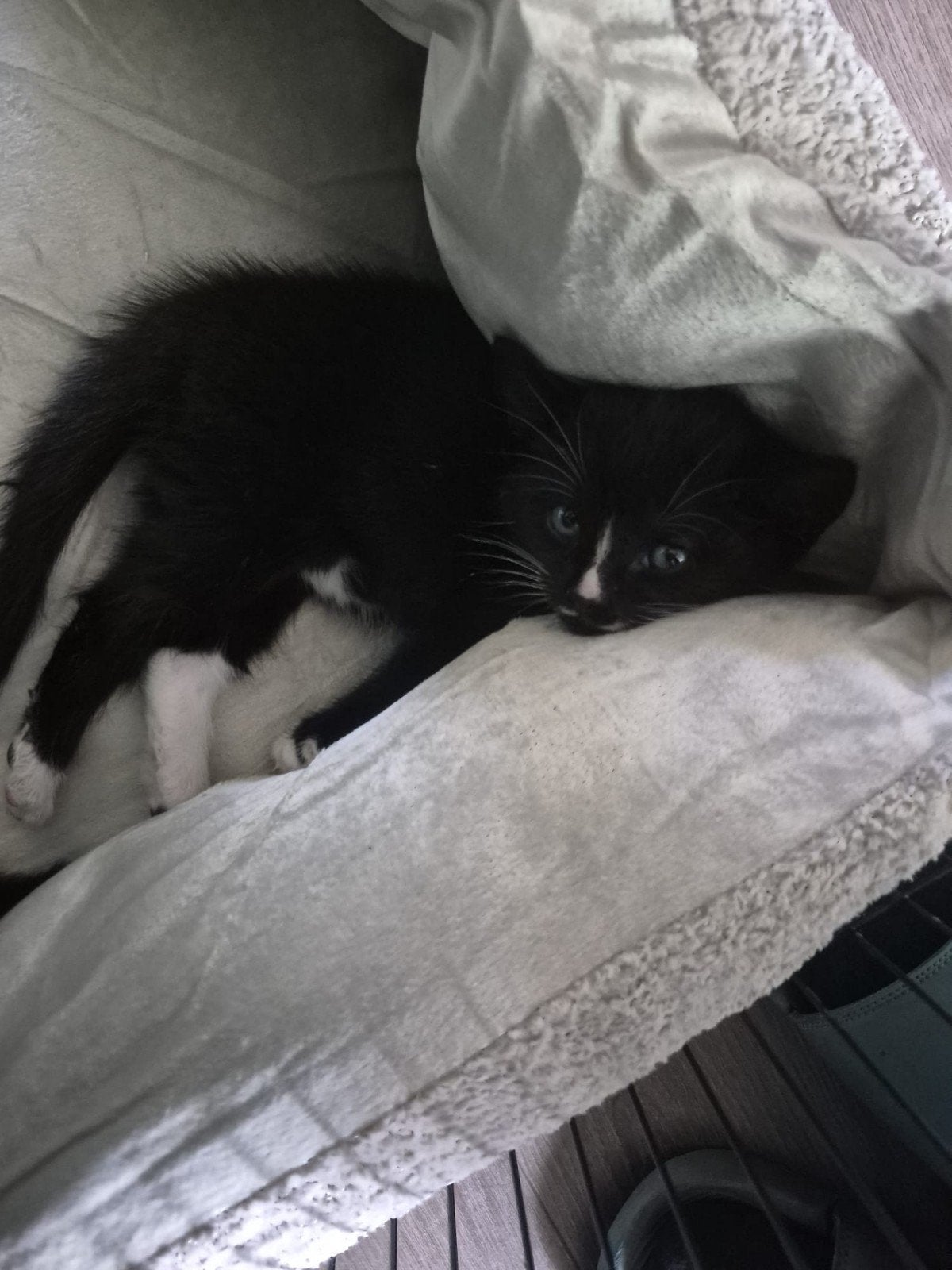 kitten kittens, Meerdere dieren