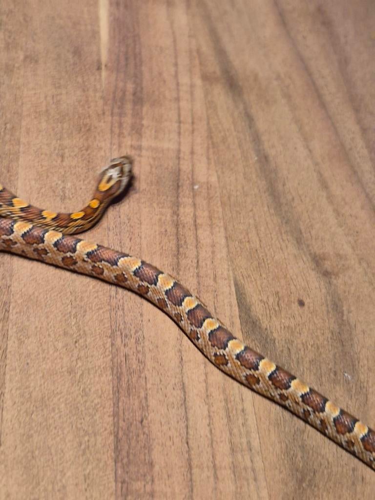Kleine rattenslang Rat Snake - unknown for sale from ...
