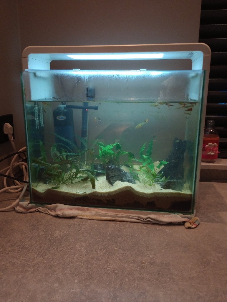 Aquarium, Ophalen, Inclusief vissen, Gebruikt, Plant(en), Steen of Hout