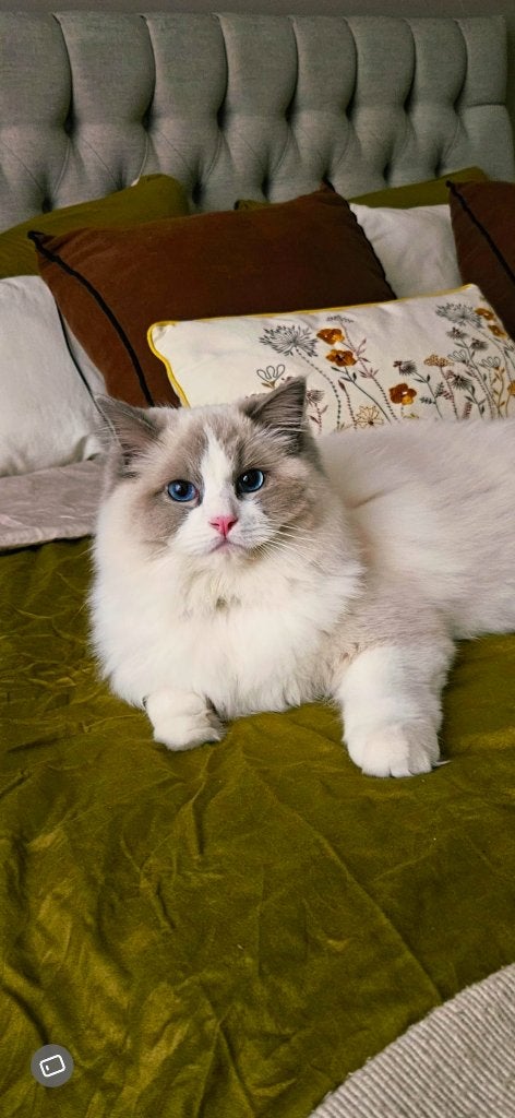 Raspure Ragdoll Kater te koop inc elektrische kattenbak, Kater, Met stamboom