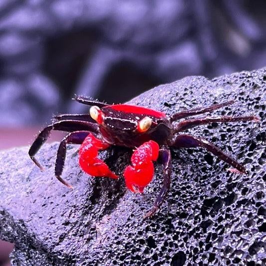 Vampierkrab krabben Geosesarma hagen Red Devil, Dieren en Toebehoren, Overige soorten