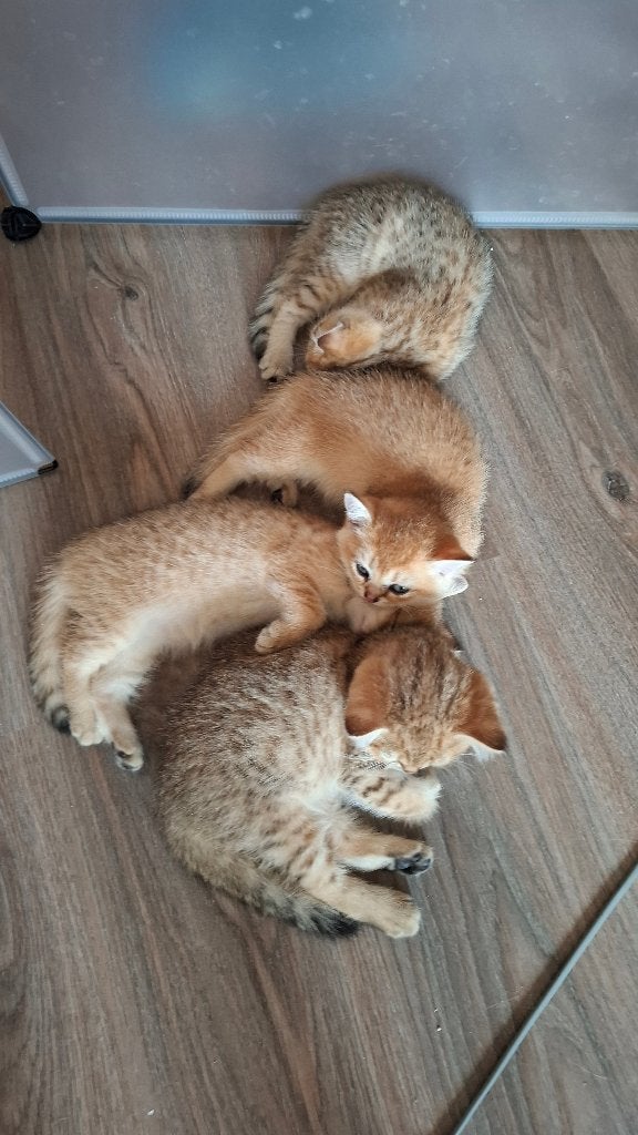Brits korthaar kittens, Meerdere dieren, Ontwormd, 0 tot 2 jaar
