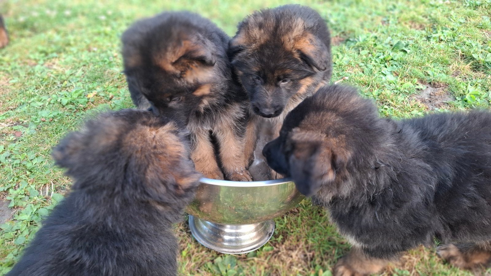 Duitse Herder pups!!!, 8 tot 15 weken, Meerdere, Meerdere dieren, Herder