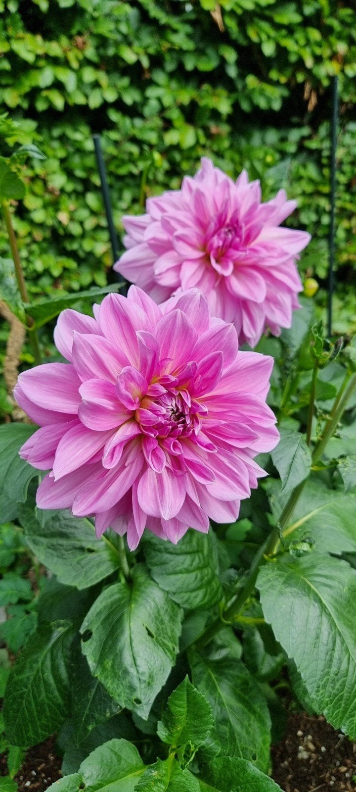 Prachtige verschillende Dahlia's in pot, Tuin en Terras, Volle zon, Vaste plant, Zomer, Ophalen