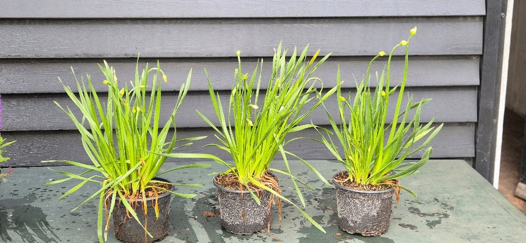 Sier ui | allium millenium, Volle zon, Vaste plant, Zomer, Ophalen