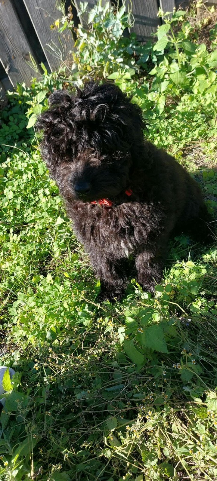 SchattigrbToypoedel & Labradoodle Pup Pablo, Poedel, 15 weken tot 1 jaar, Reu, Eén hond