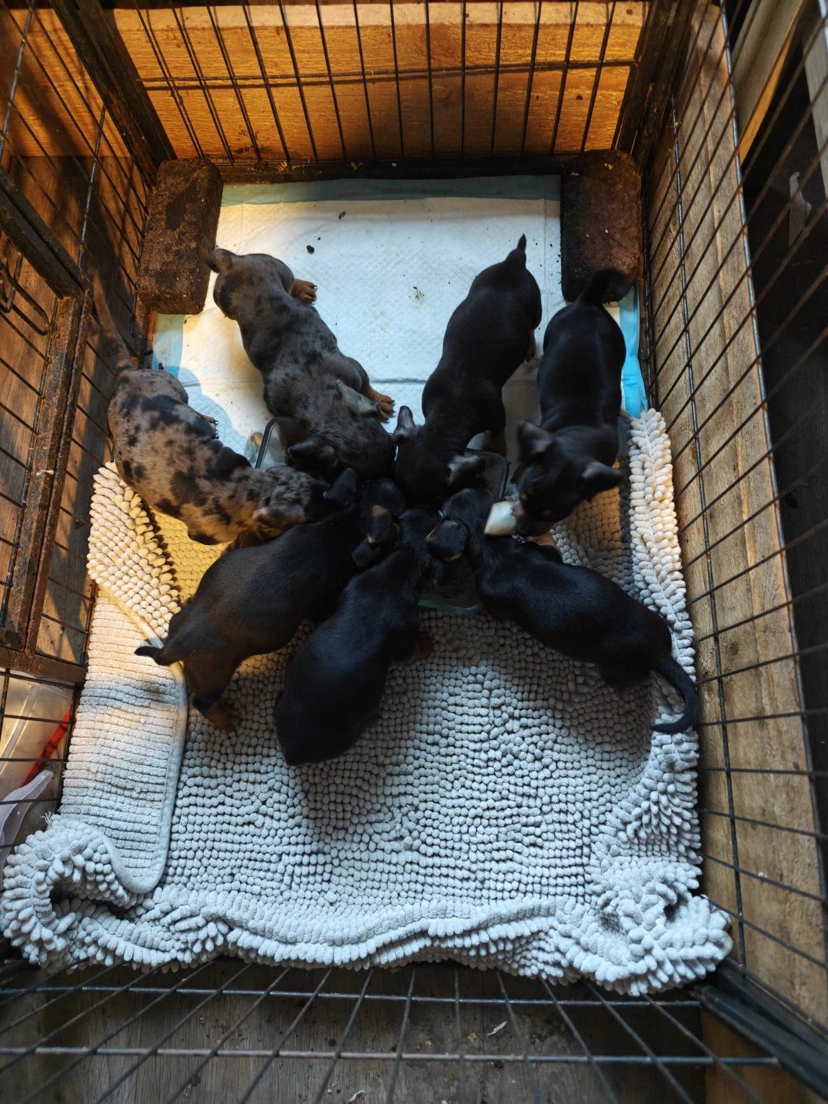 Jack Russell pups, Dieren en Toebehoren, Jack Russell Terriër, Reu, 8 tot 15 weken, Meerdere