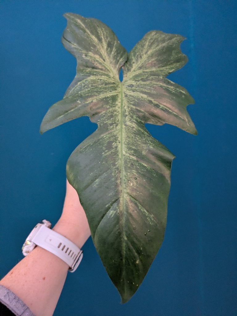 Philodendron Lime Fiddle stek, Ophalen of Verzenden, Halfschaduw, Minder dan 100 cm