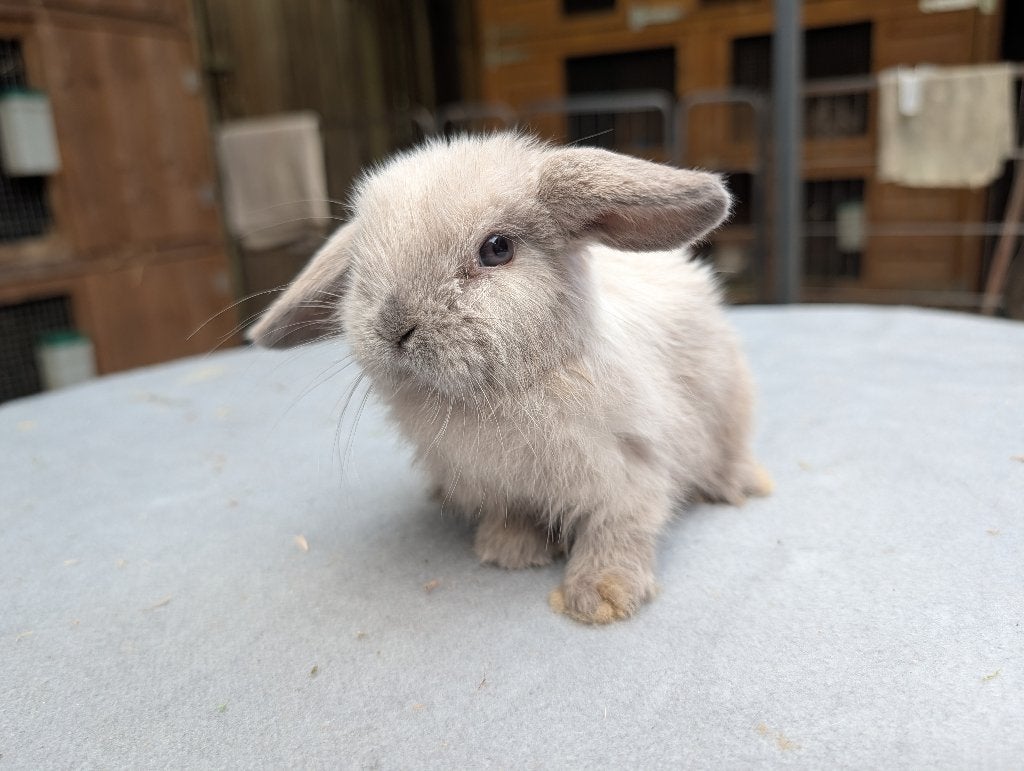 Leuke nhd/minilop kleintjes, Dieren en Toebehoren, Konijnen, Meerdere dieren, Dwerg, Hangoor, 0 tot 2 jaar